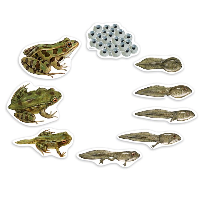 Magnetic Frog Life Cycle pk9
