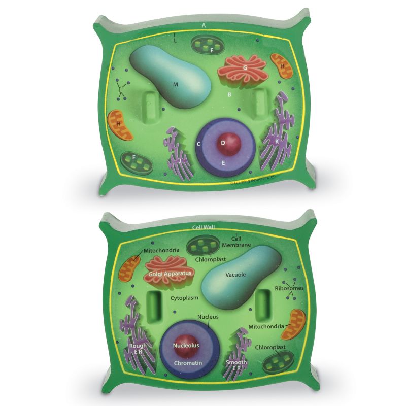 Plant Cell Foam Cross-Section