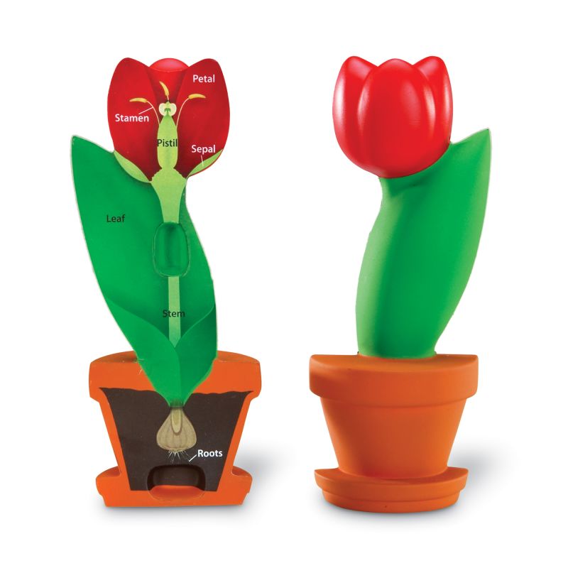 Flower Foam Cross-Section