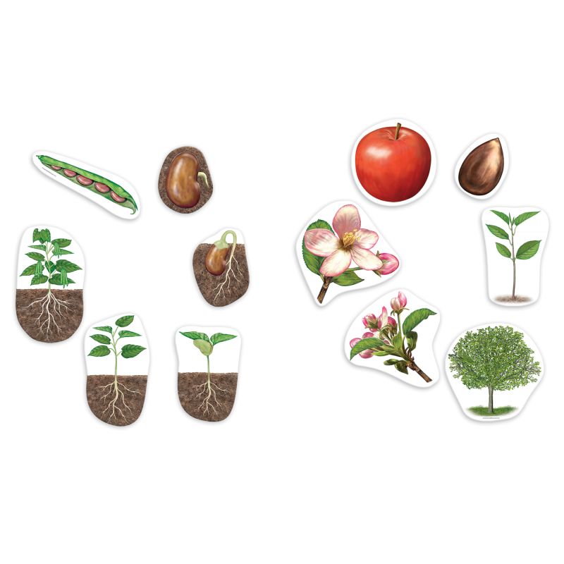 Magnetic Plants Life Cycle
