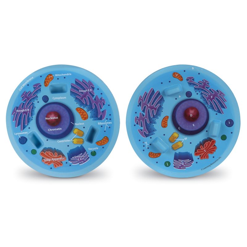 Animal Cell Foam Cross-Section