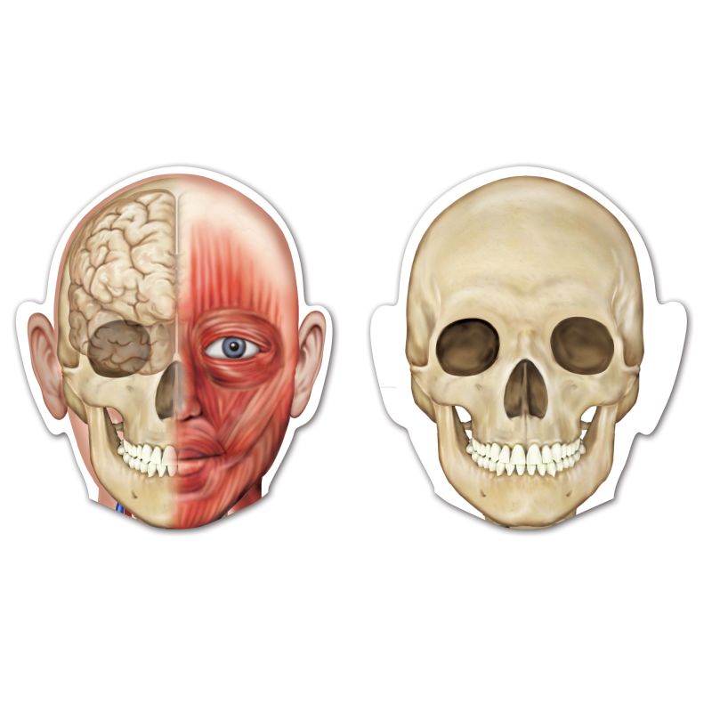 Magnetic Human Body pk17