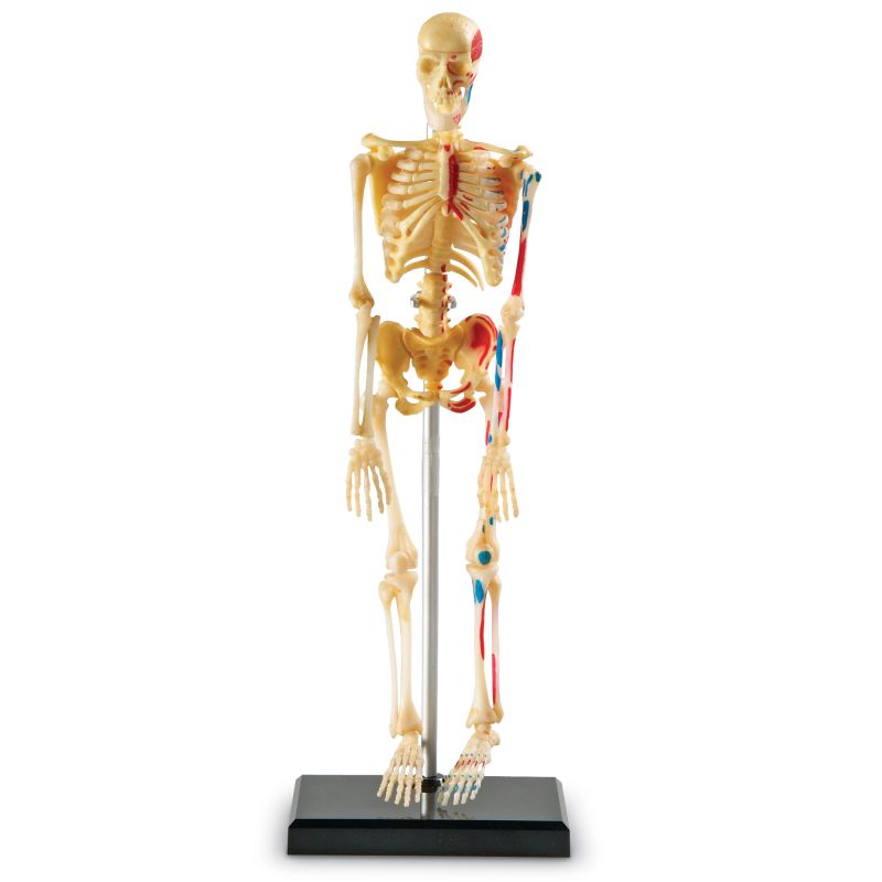 Skeleton Model