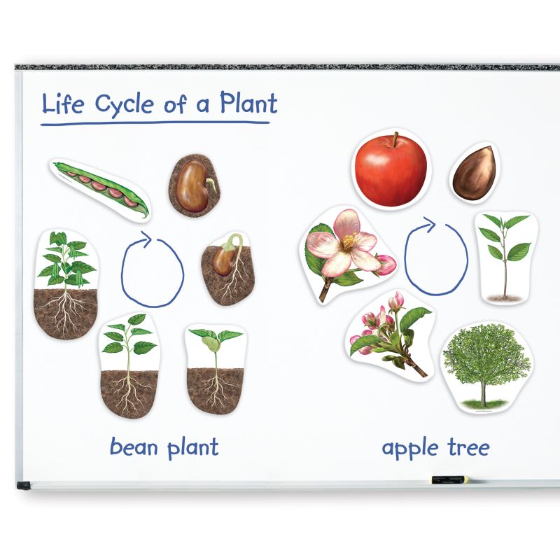 Magnetic Plants Life Cycle
