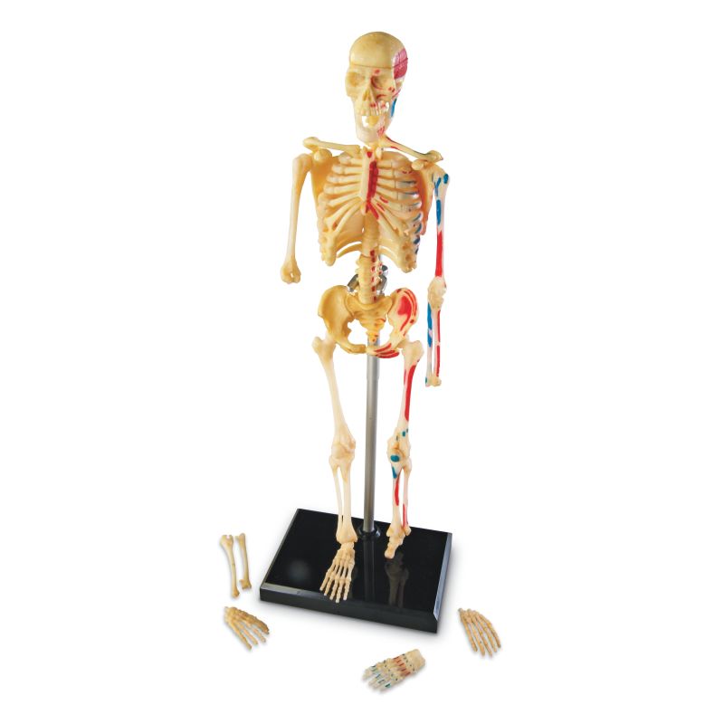 Skeleton Model