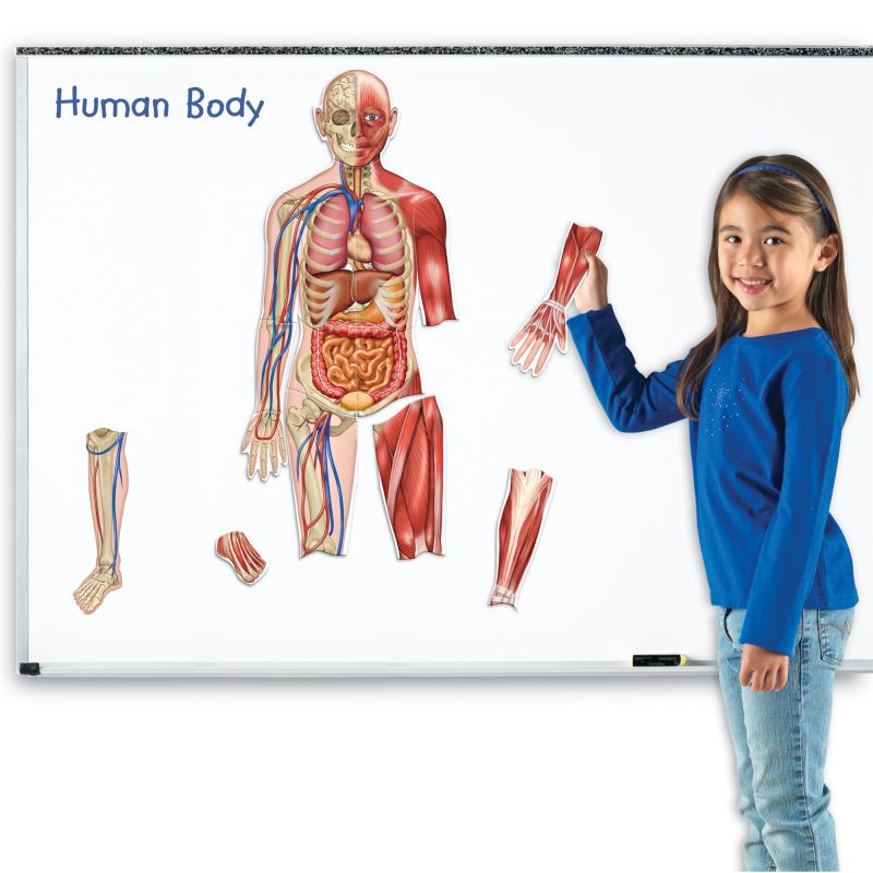Magnetic Human Body pk17