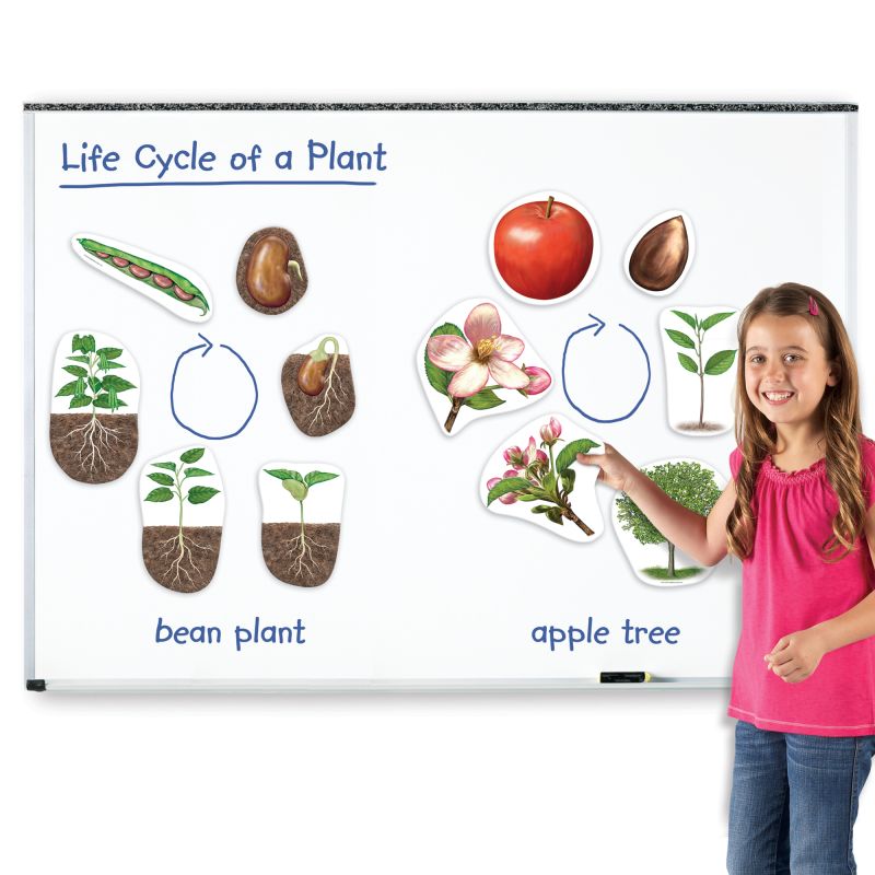 Magnetic Plants Life Cycle