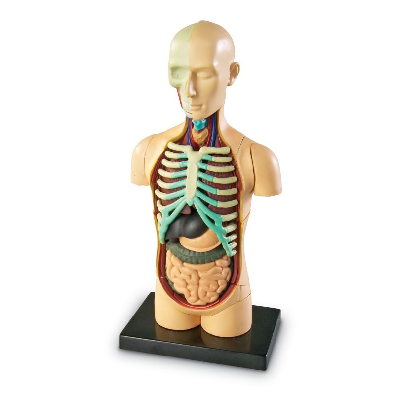 Human Body Model