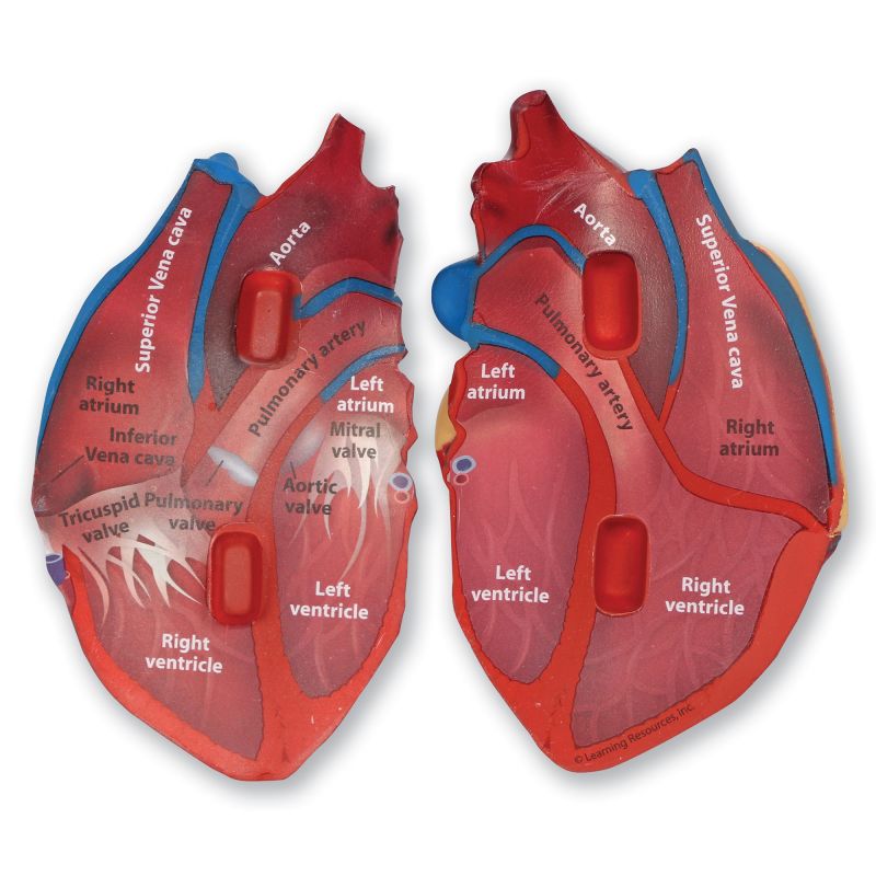 Heart Foam Cross-Section