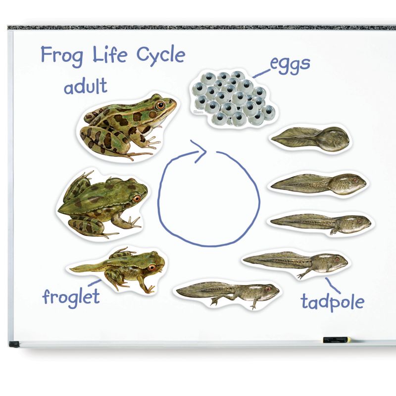 Magnetic Frog Life Cycle pk9