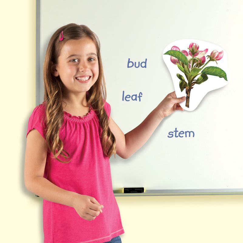 Magnetic Plants Life Cycle
