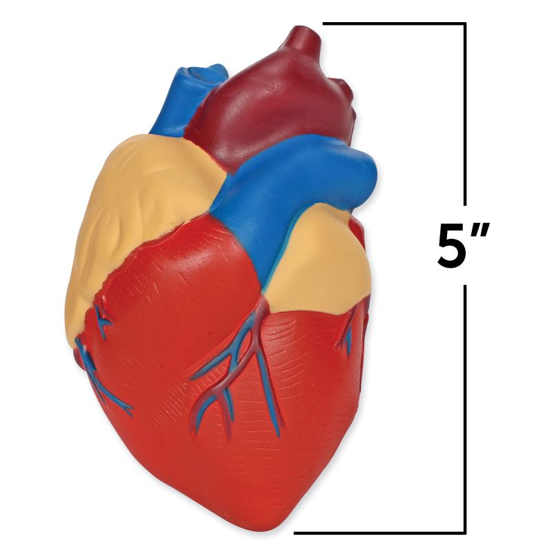 Heart Foam Cross-Section