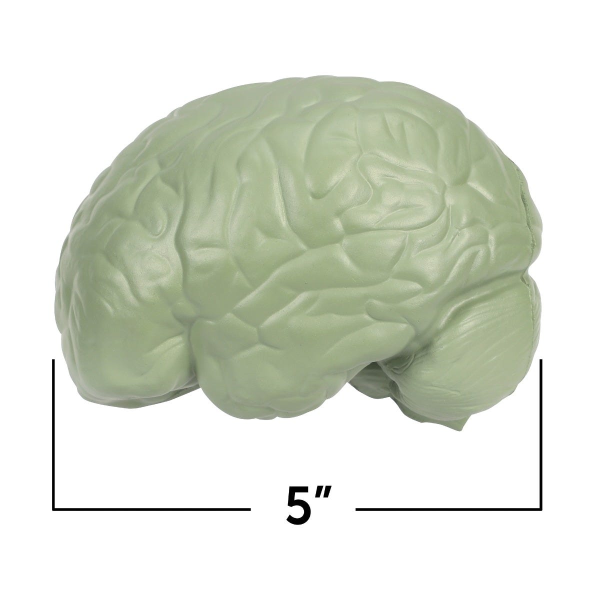 Brain Foam Cross-Section