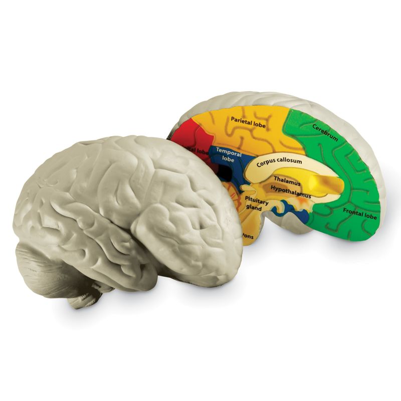 Brain Foam Cross-Section