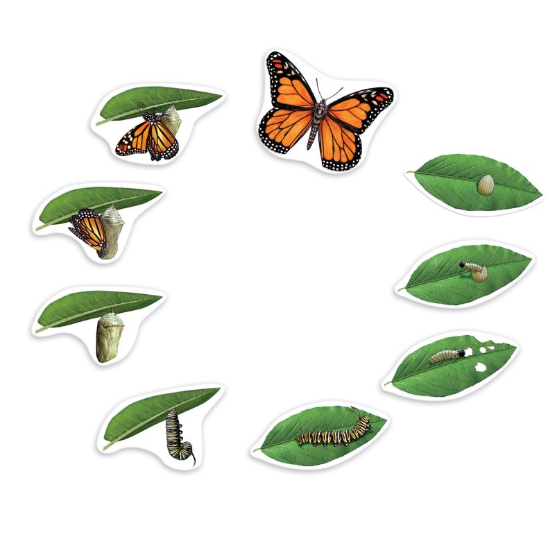 Magnetic Butterfly Life Cycle pk9