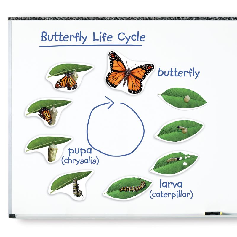 Magnetic Butterfly Life Cycle pk9