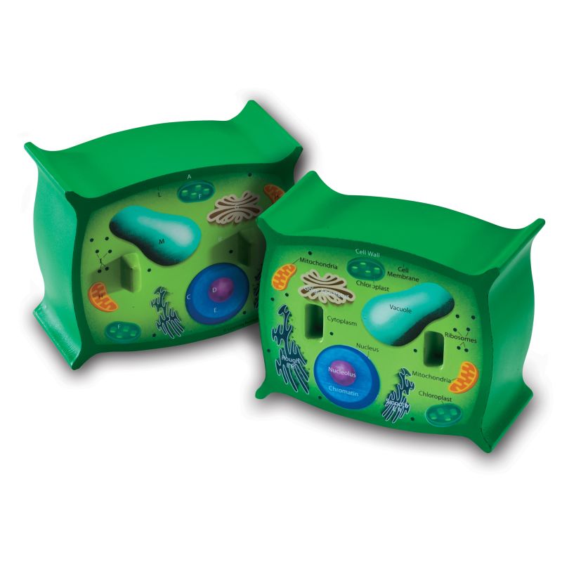 Plant Cell Foam Cross-Section