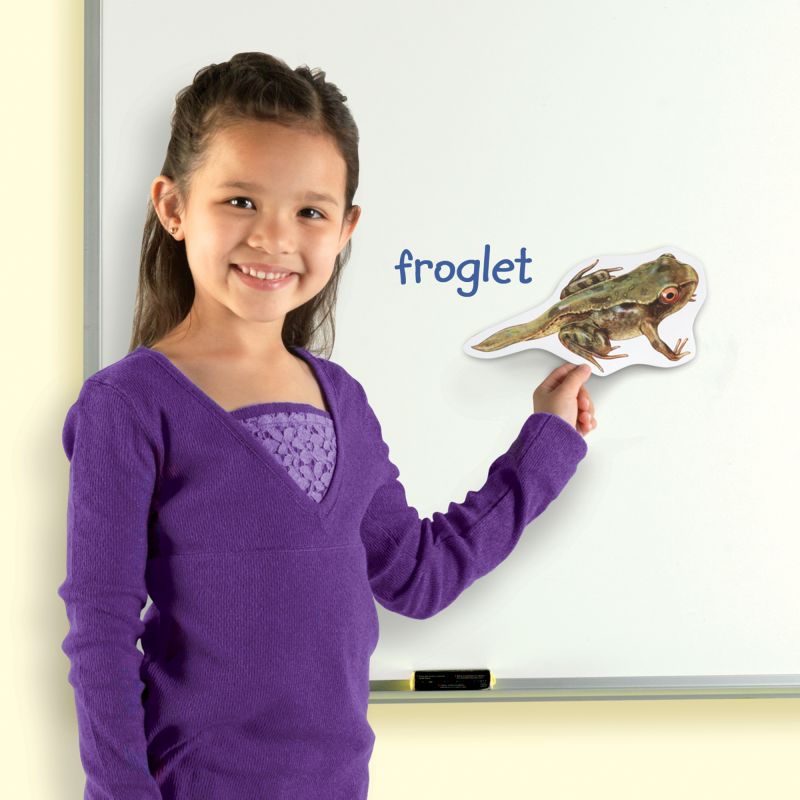 Magnetic Frog Life Cycle pk9