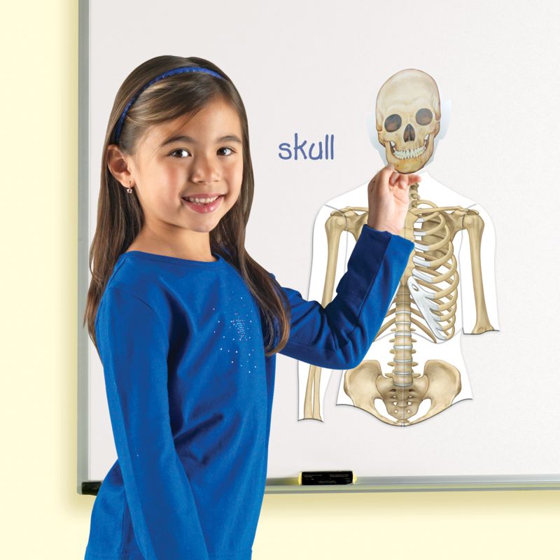 Magnetic Human Body pk17