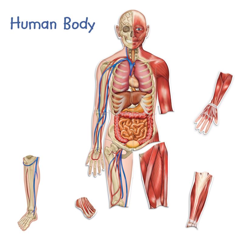 Magnetic Human Body pk17