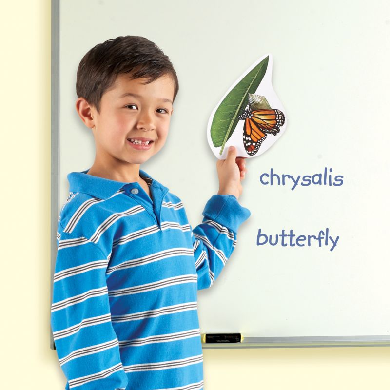 Magnetic Butterfly Life Cycle pk9