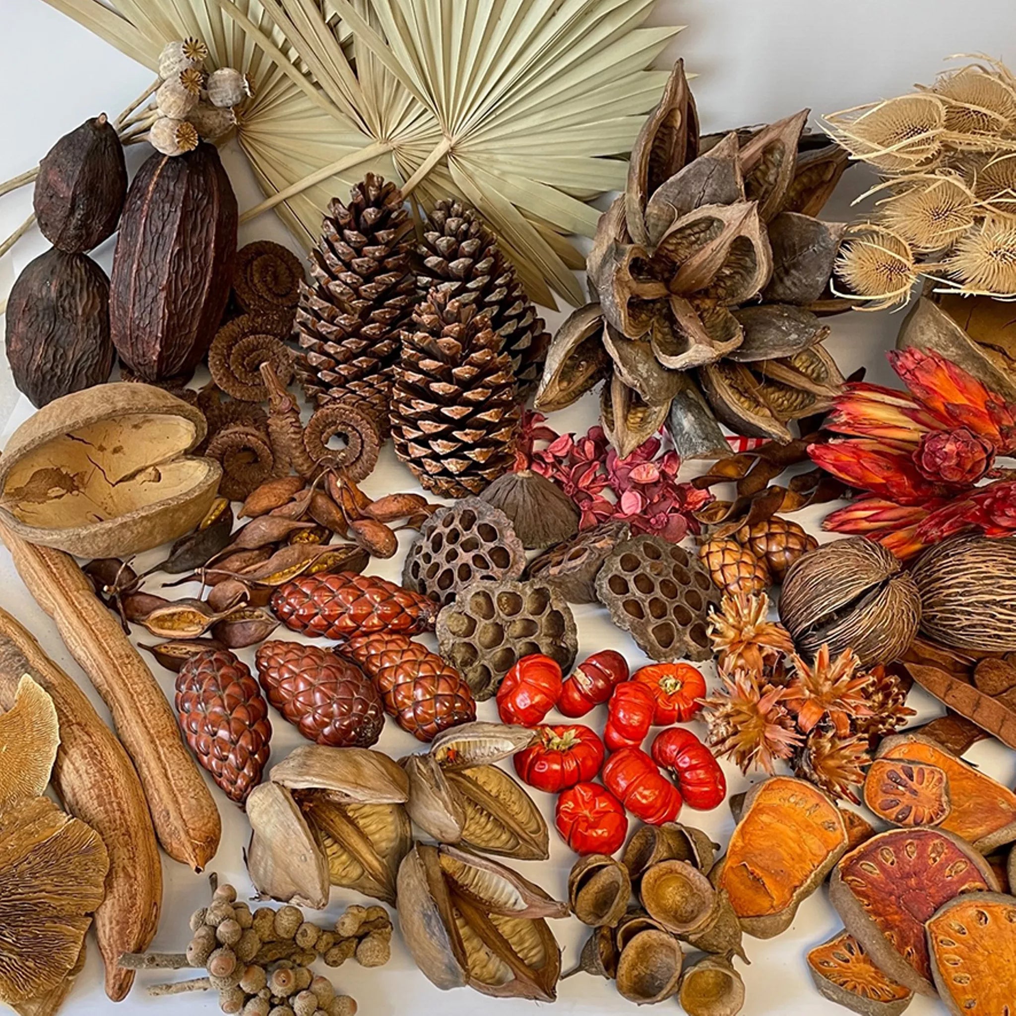 Natural Dried Value Box – Springboard Supplies