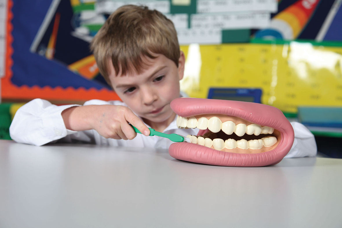 Be Kind to Your Teeth Model
