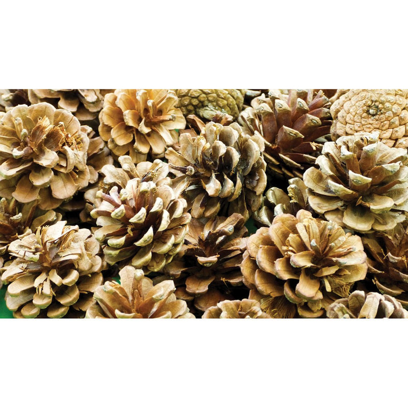 Pine-Cones-pk-25