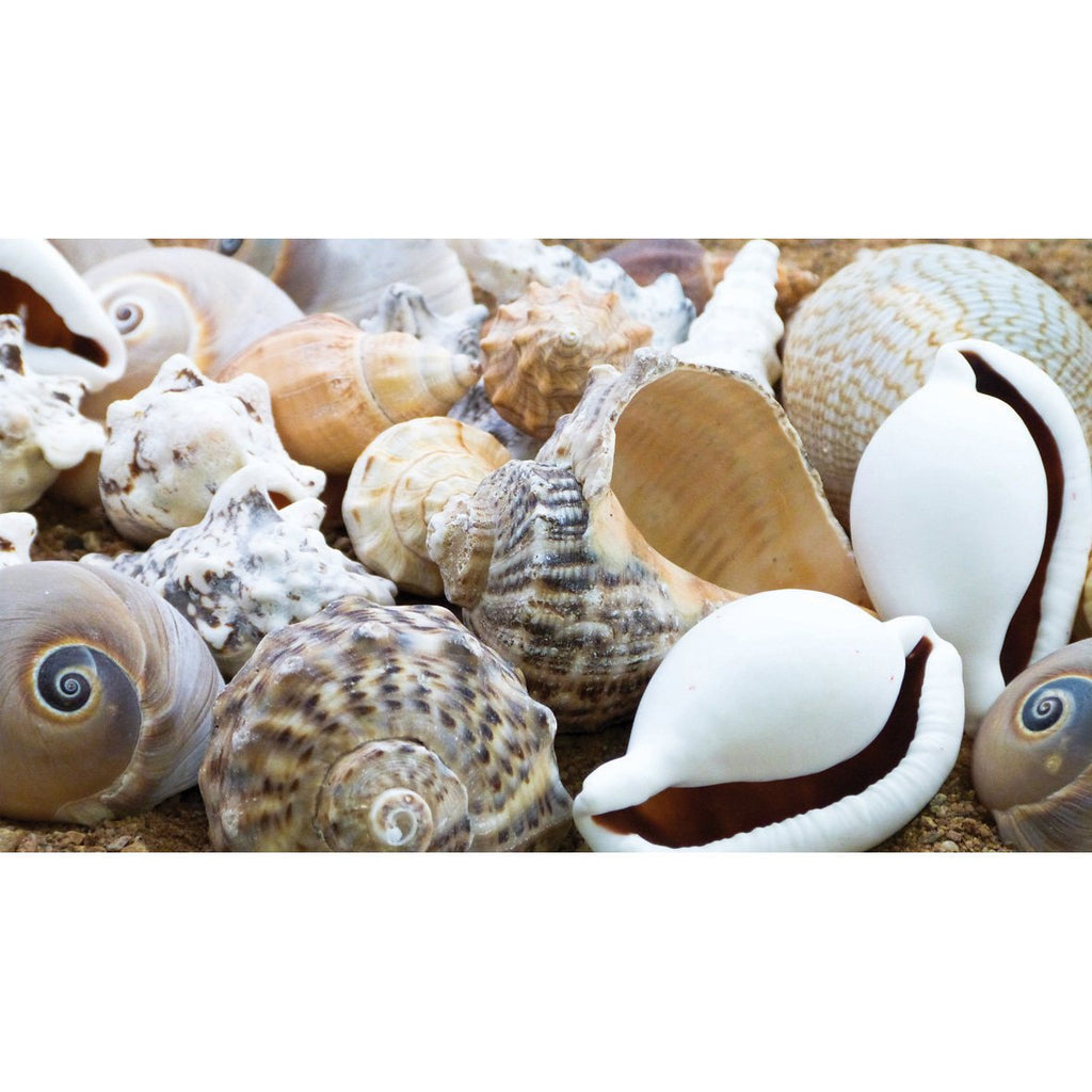 Shell 500g Large Shells 500g