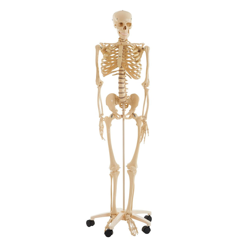 Full-Size-Skeleton-